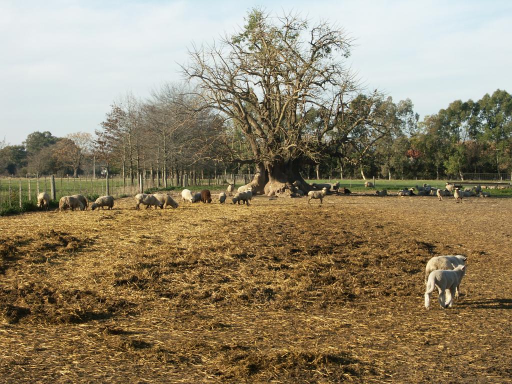 090809_San_Ceferino 124.jpg